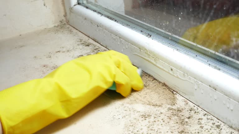 Mold Documentation for Insurance Claims in Irving, TX